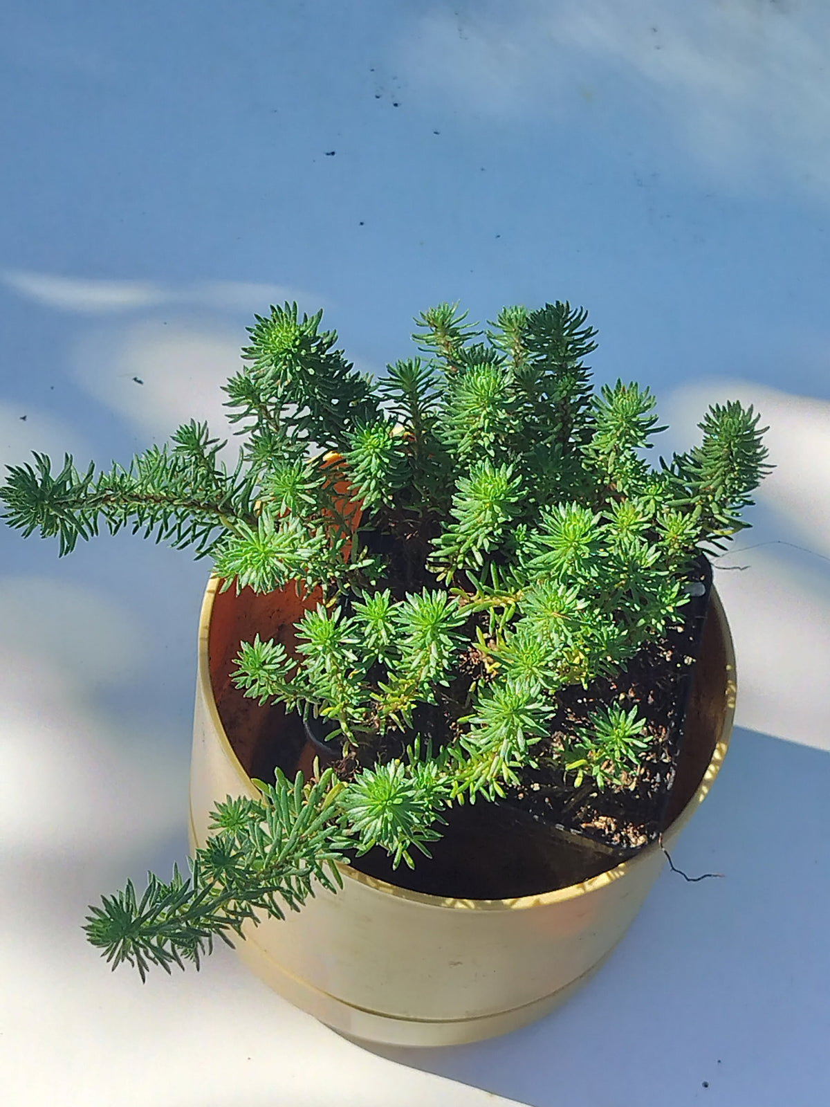 Sedum ochroleucum 'Green Ball'