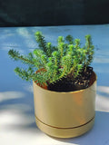 Sedum ochroleucum 'Green Ball'