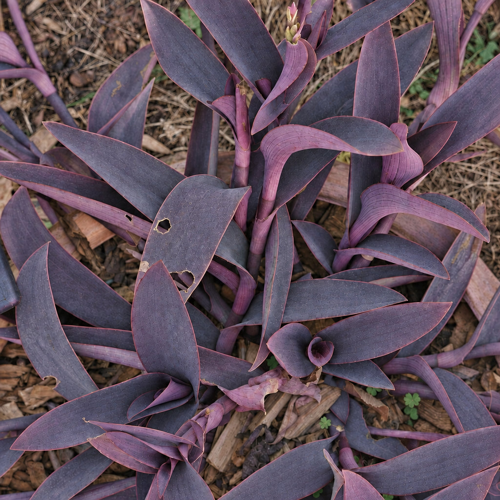 Tradescantia pallida var purpurea 