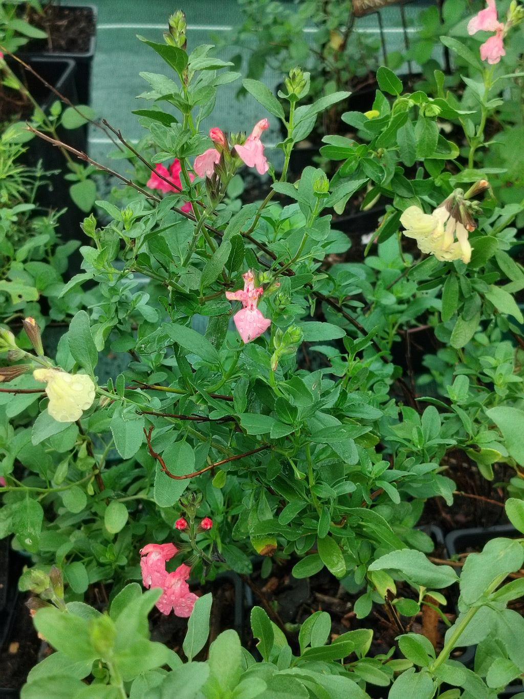 Salvia x juminensis 'Pluenn'