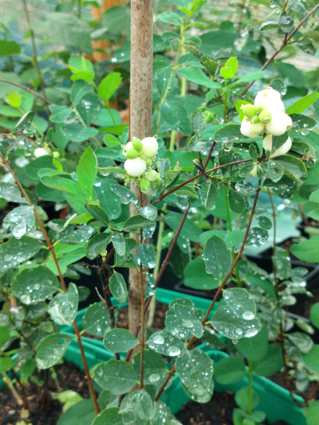 Symphoricarpos albus