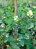 Symphoricarpos albus