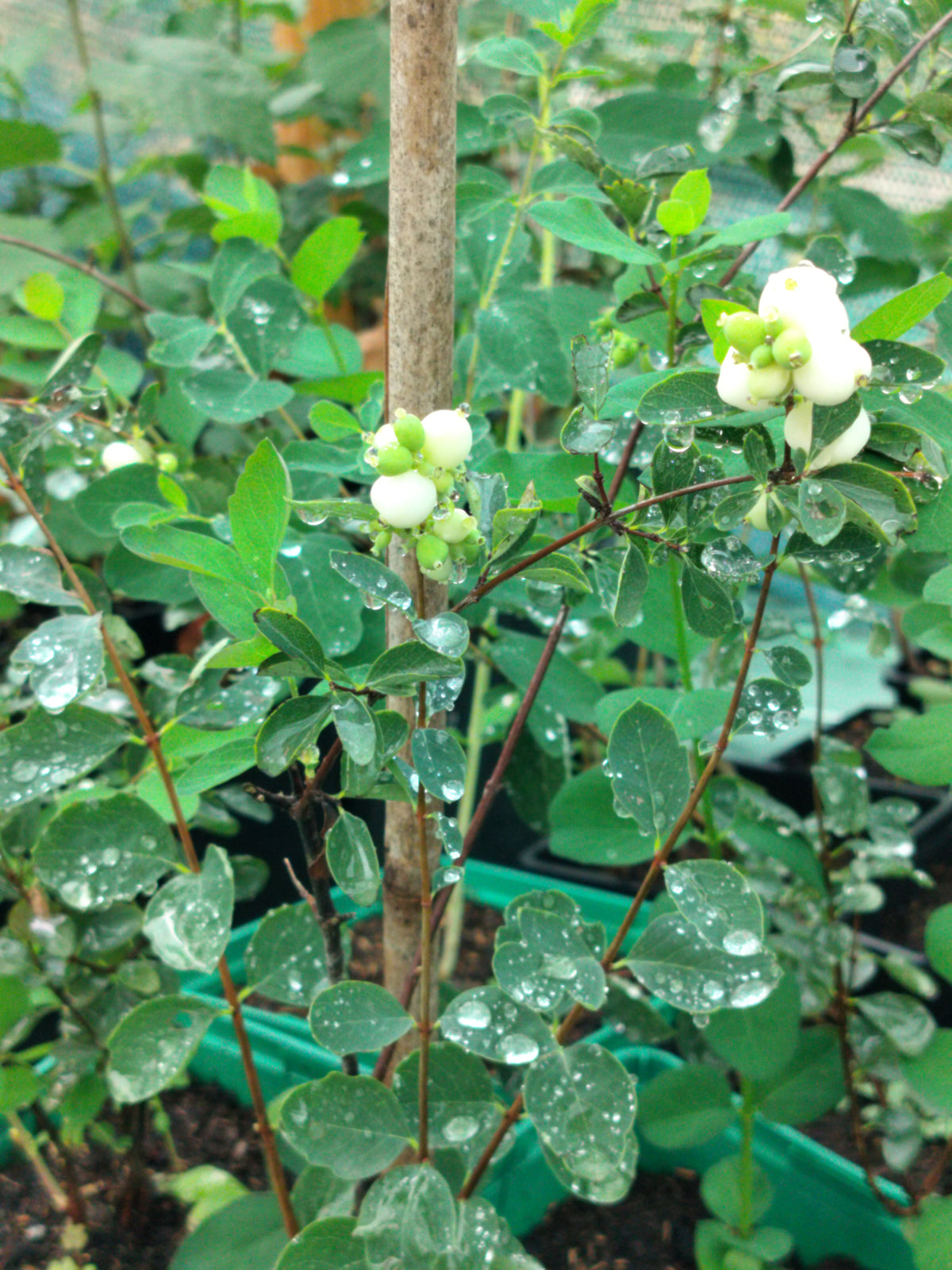 Symphoricarpos albus
