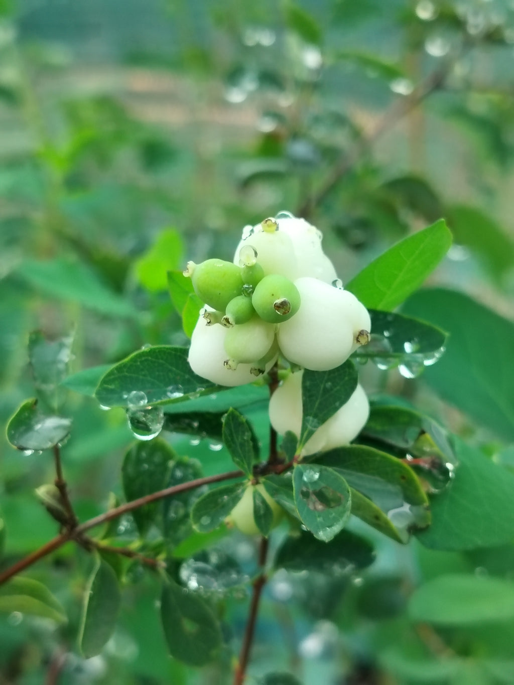 Symphoricarpos albus