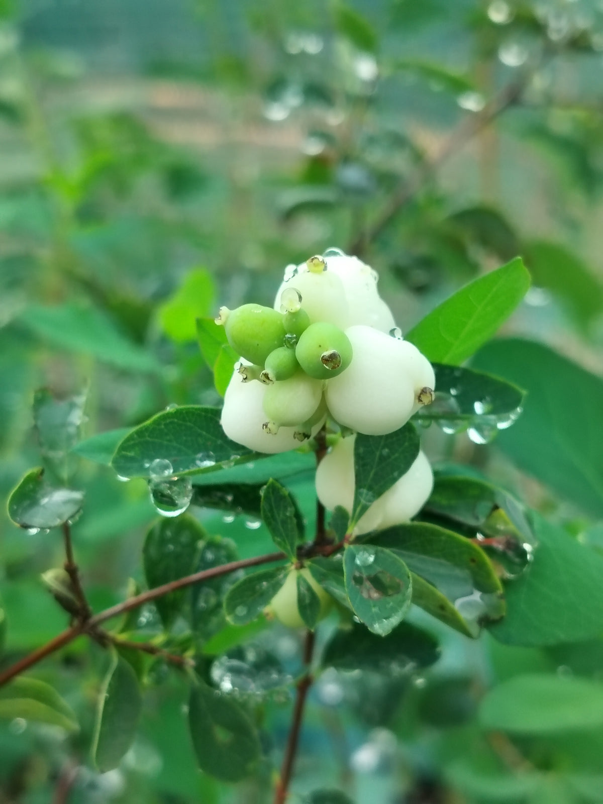 Symphoricarpos albus