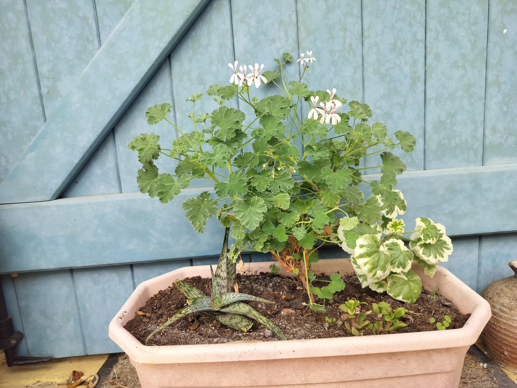 Pelargonium × fragrans