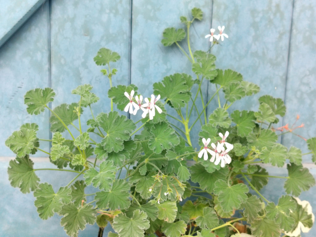 Pelargonium × fragrans