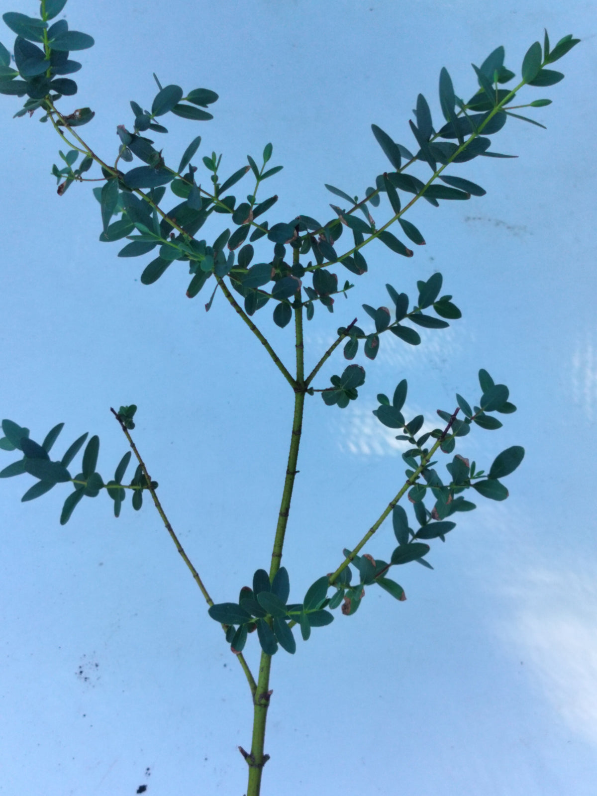 Eucalyptus parvifolia - 2L