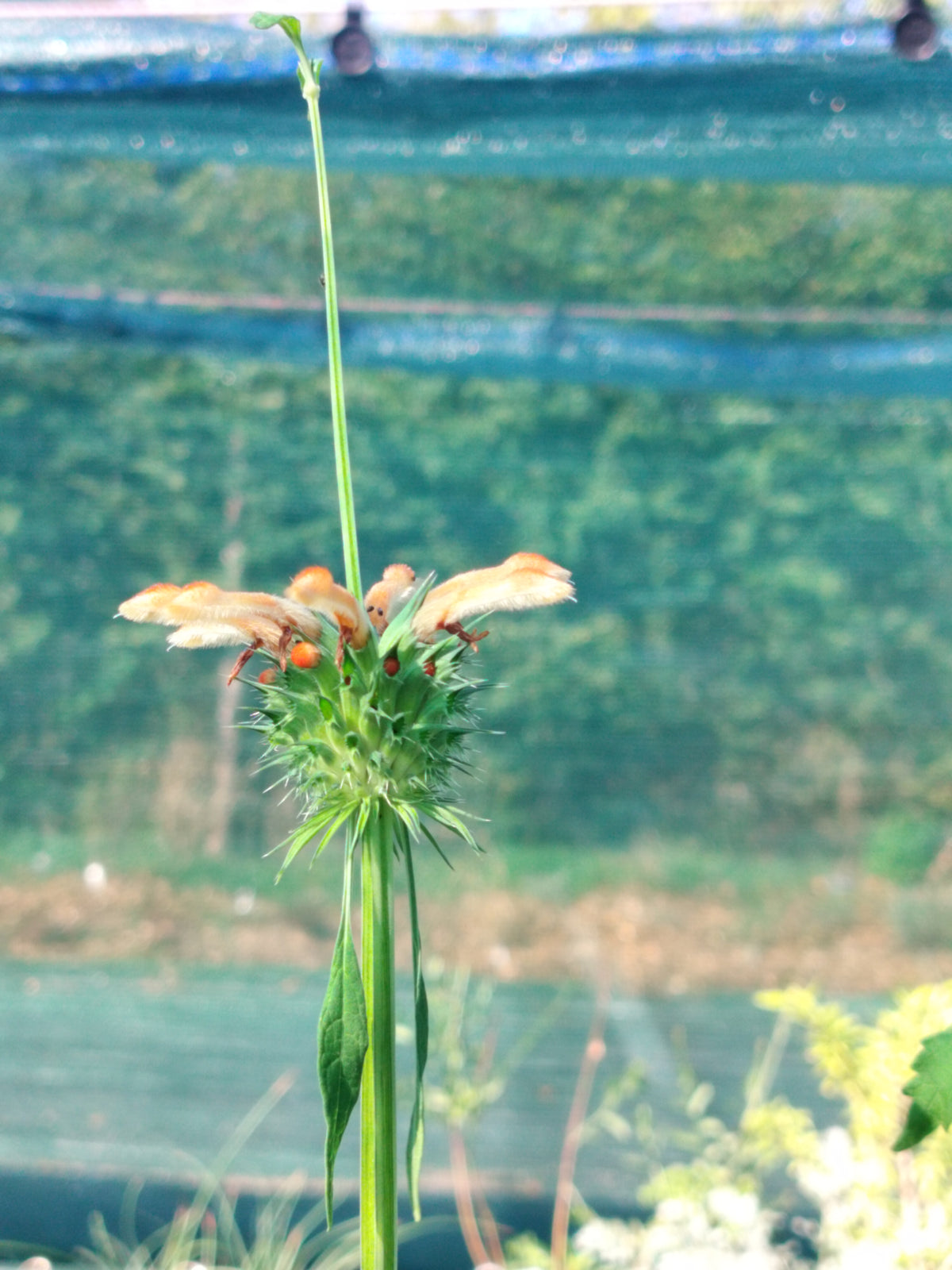 Léonotis nepetifolia