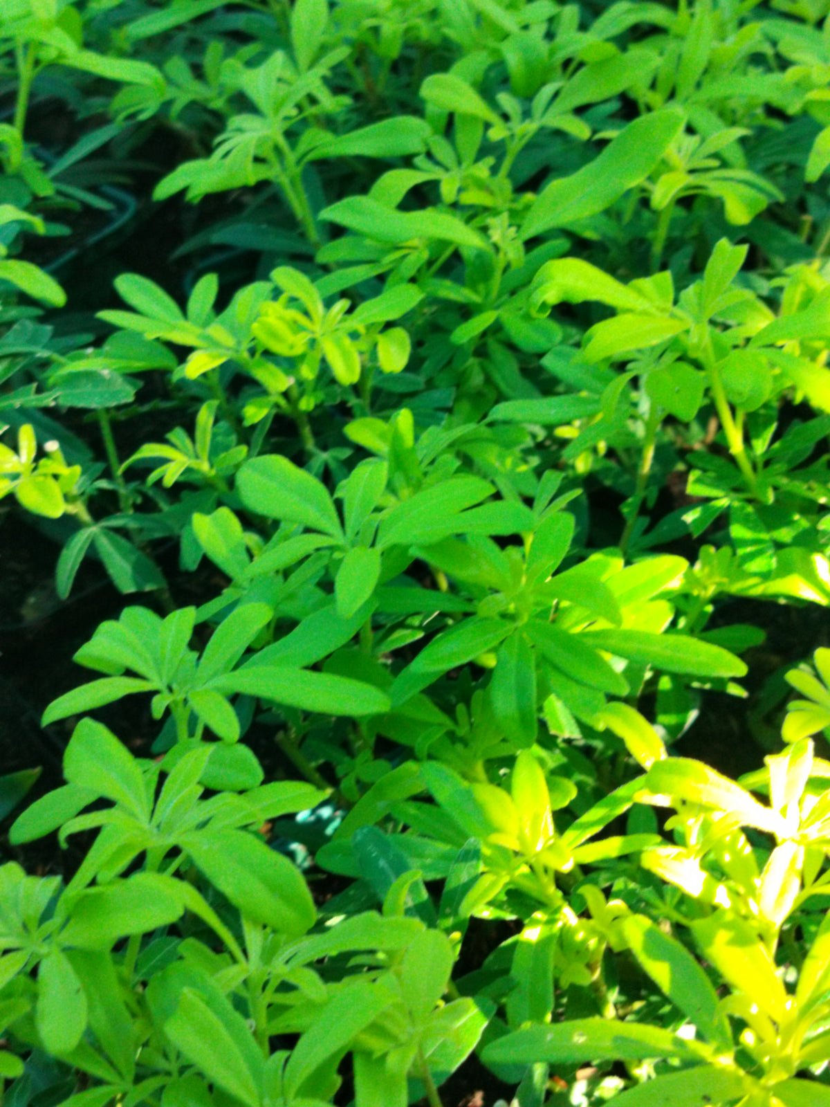 Choisya ternata Goldfingers 'Limo'