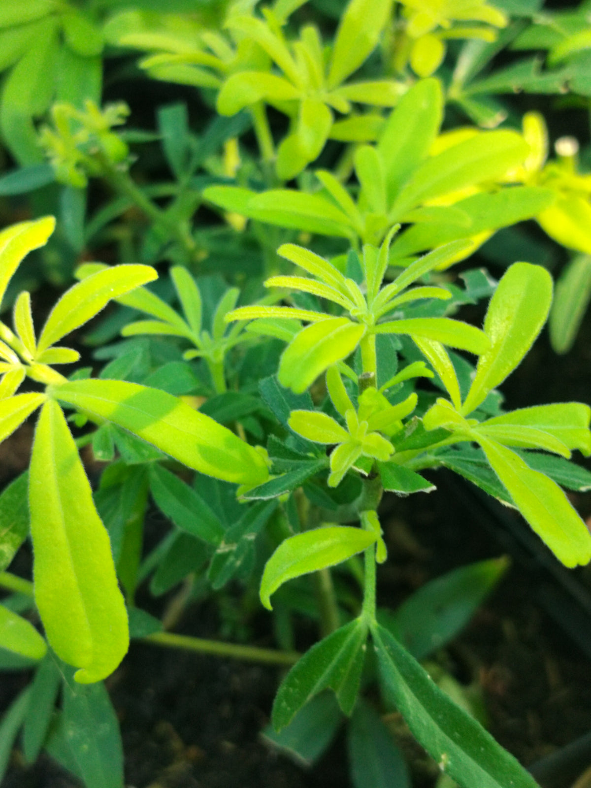 Choisya ternata Goldfingers 'Limo'