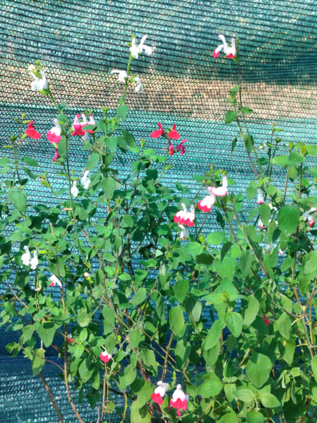 Salvia microphylla 'Hot Lips'