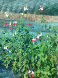 Salvia microphylla 'Hot Lips'