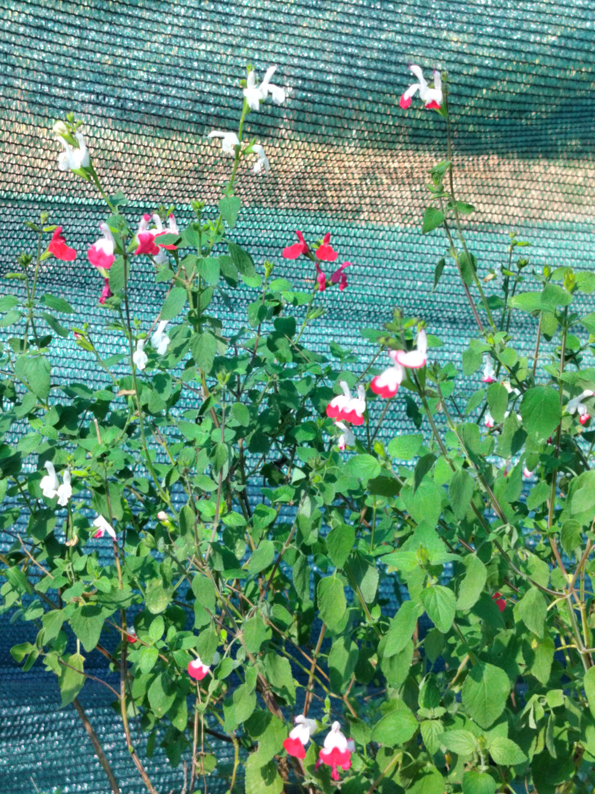Salvia microphylla 'Hot Lips'