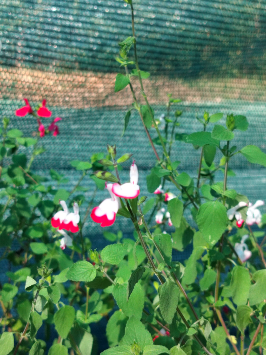 Salvia microphylla 'Hot Lips'