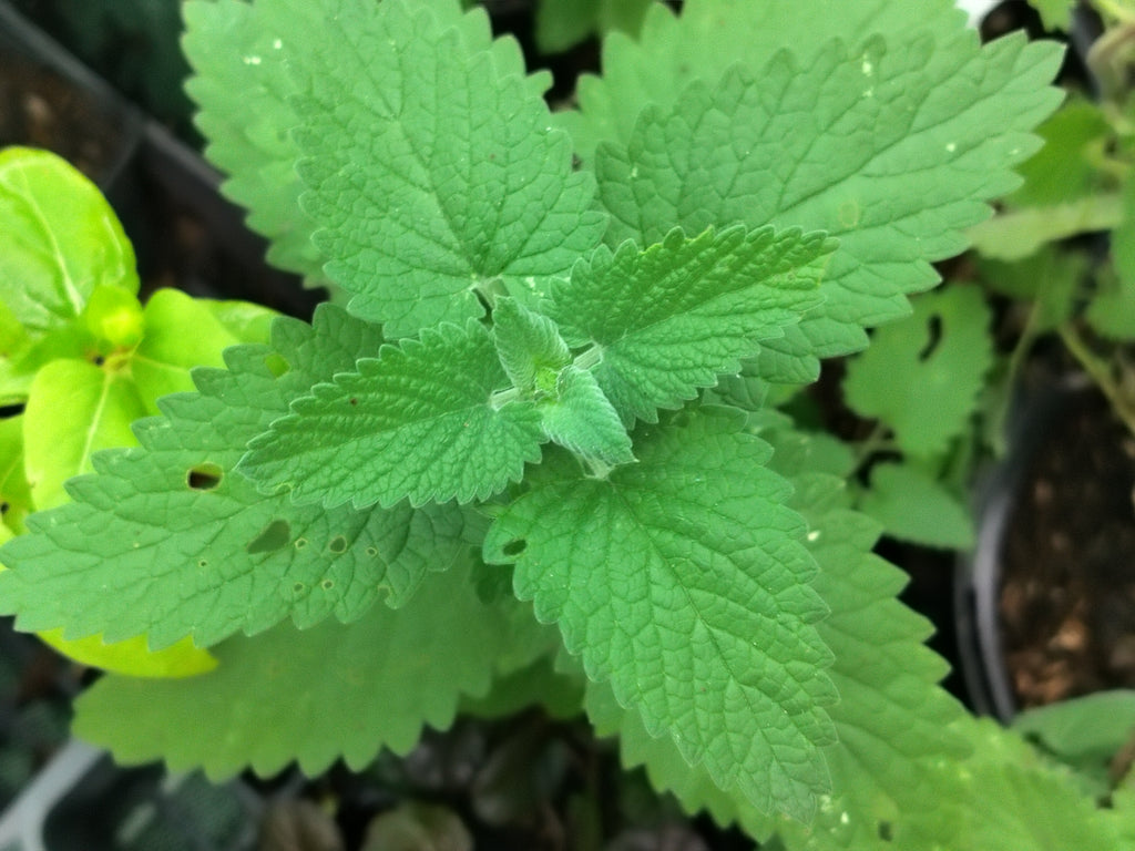 Nepeta cataria Citriodora - Chataire citron