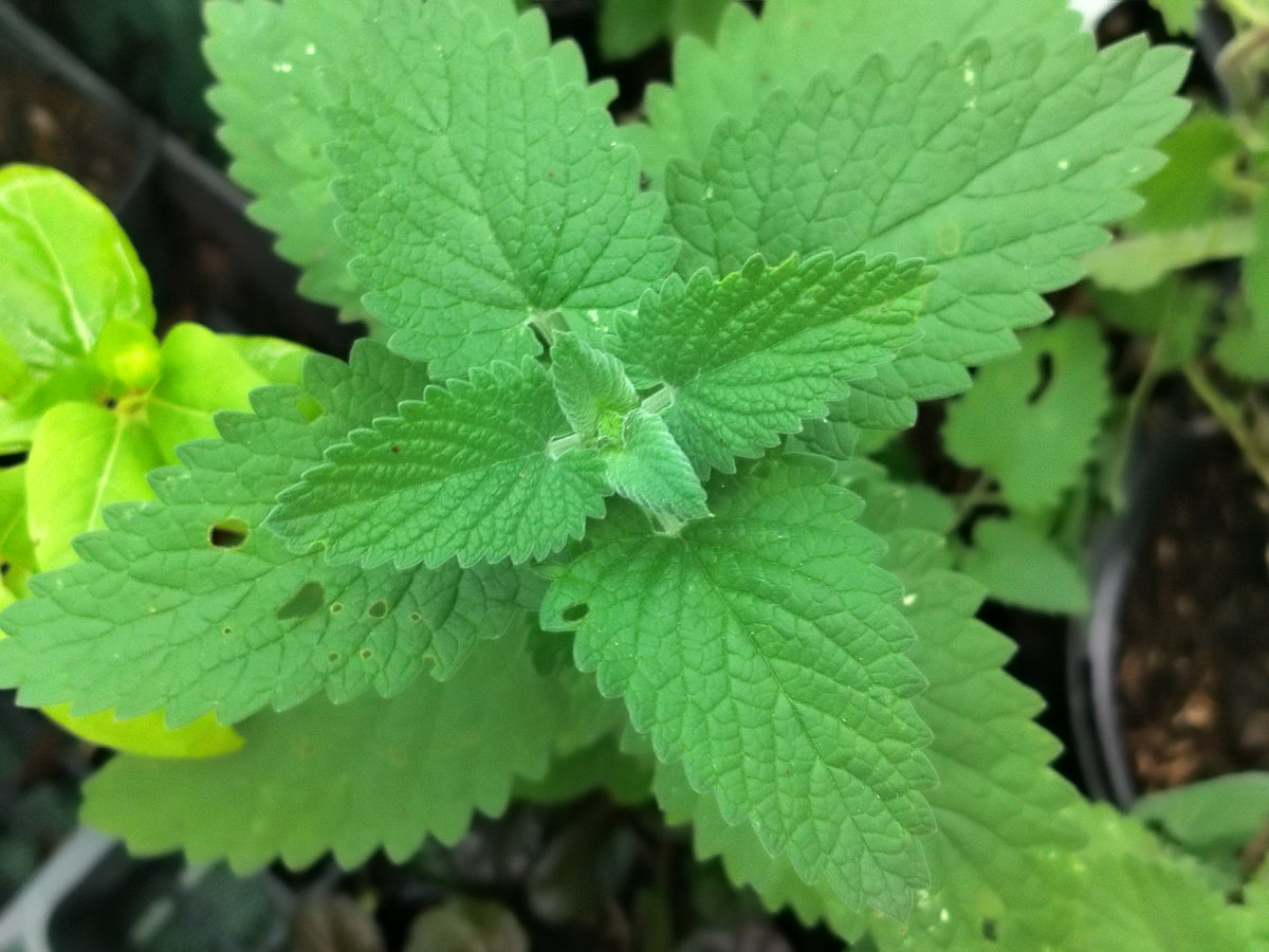 Nepeta cataria Citriodora - Chataire citron