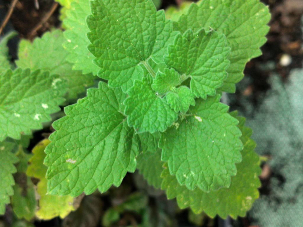 Nepeta cataria Citriodora - Chataire citron