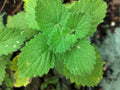 Nepeta cataria Citriodora - Chataire citron