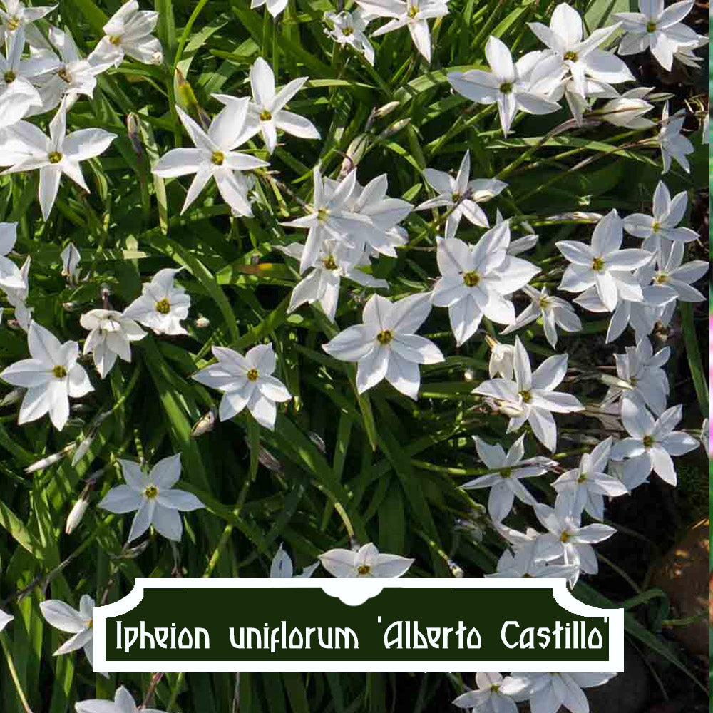 Ipheion uniflorum 'Alberto Castillo'