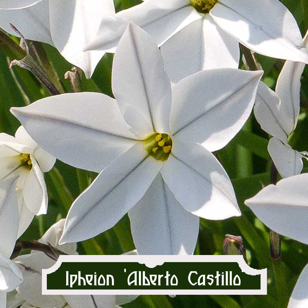 Ipheion uniflorum 'Alberto Castillo'