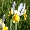 Iris (x) hollandica 'Apollo'