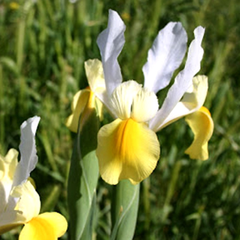 Iris (x) hollandica 'Apollo'