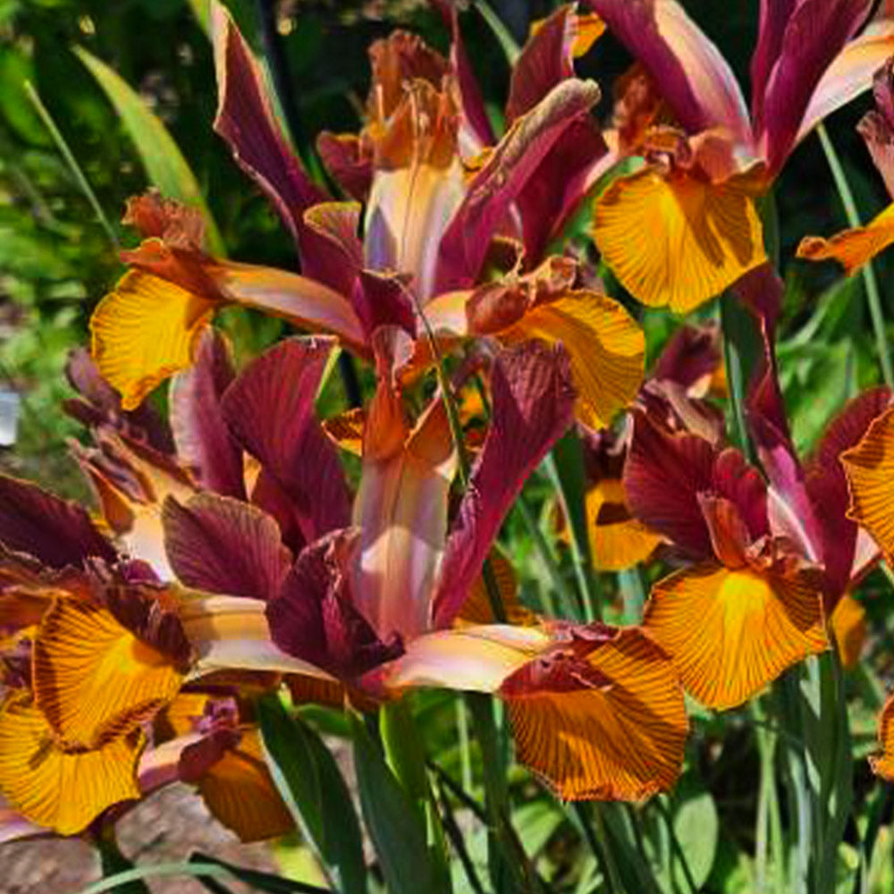 Iris x hollandica 'Lion King'