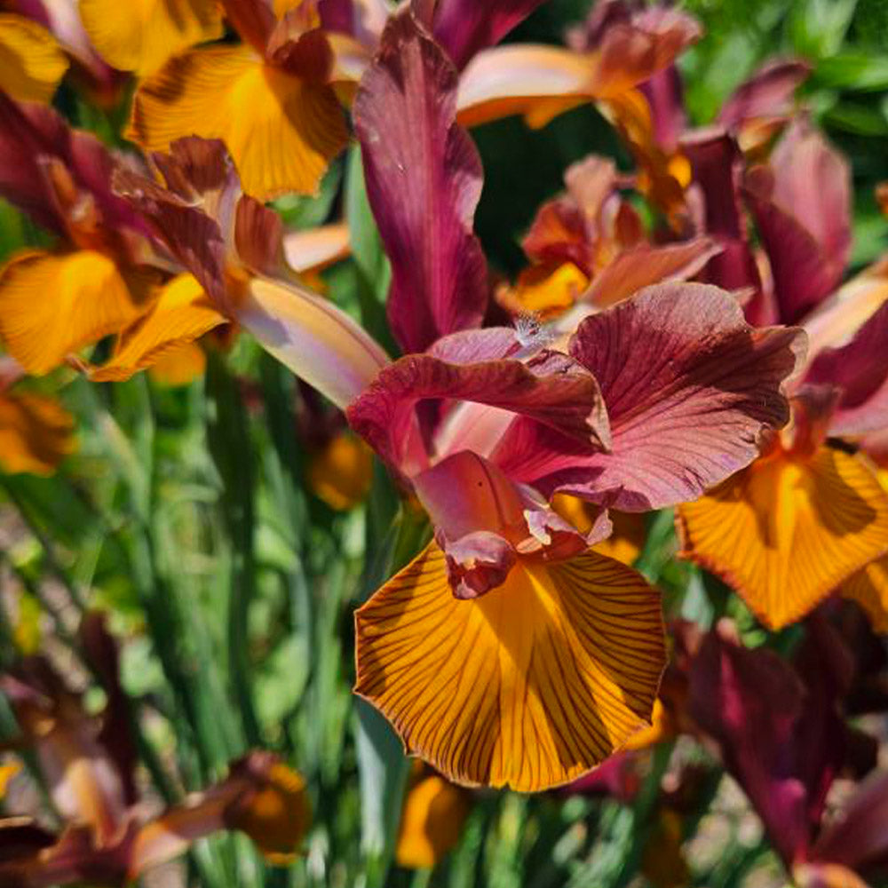 Iris x hollandica 'Lion King'