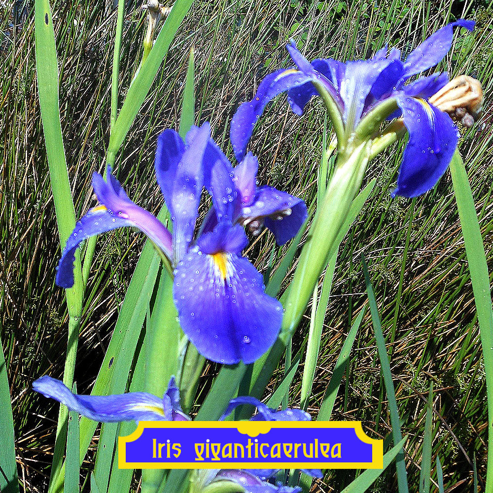 Iris giganticaerulea
