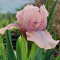 Iris pumila 'Volts'