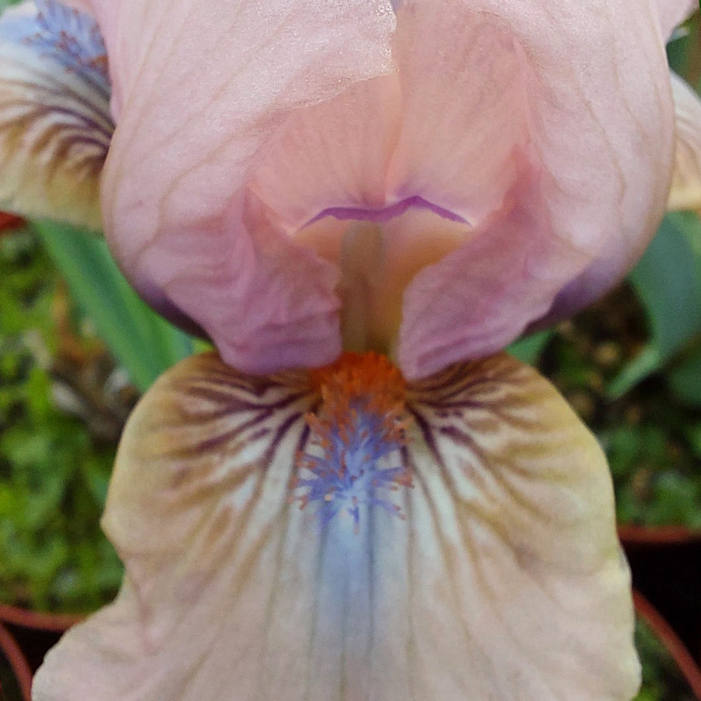 Iris pumila 'Volts'
