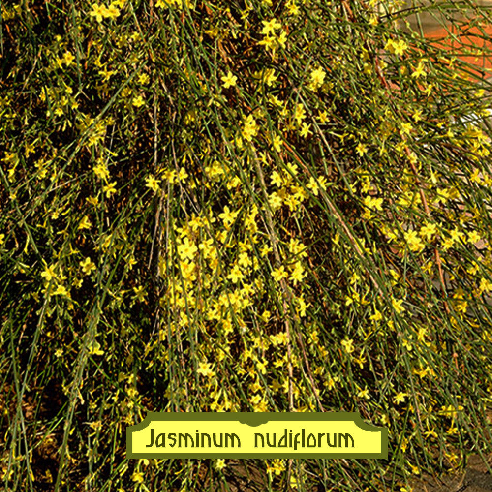 Jasminum nudiflorum