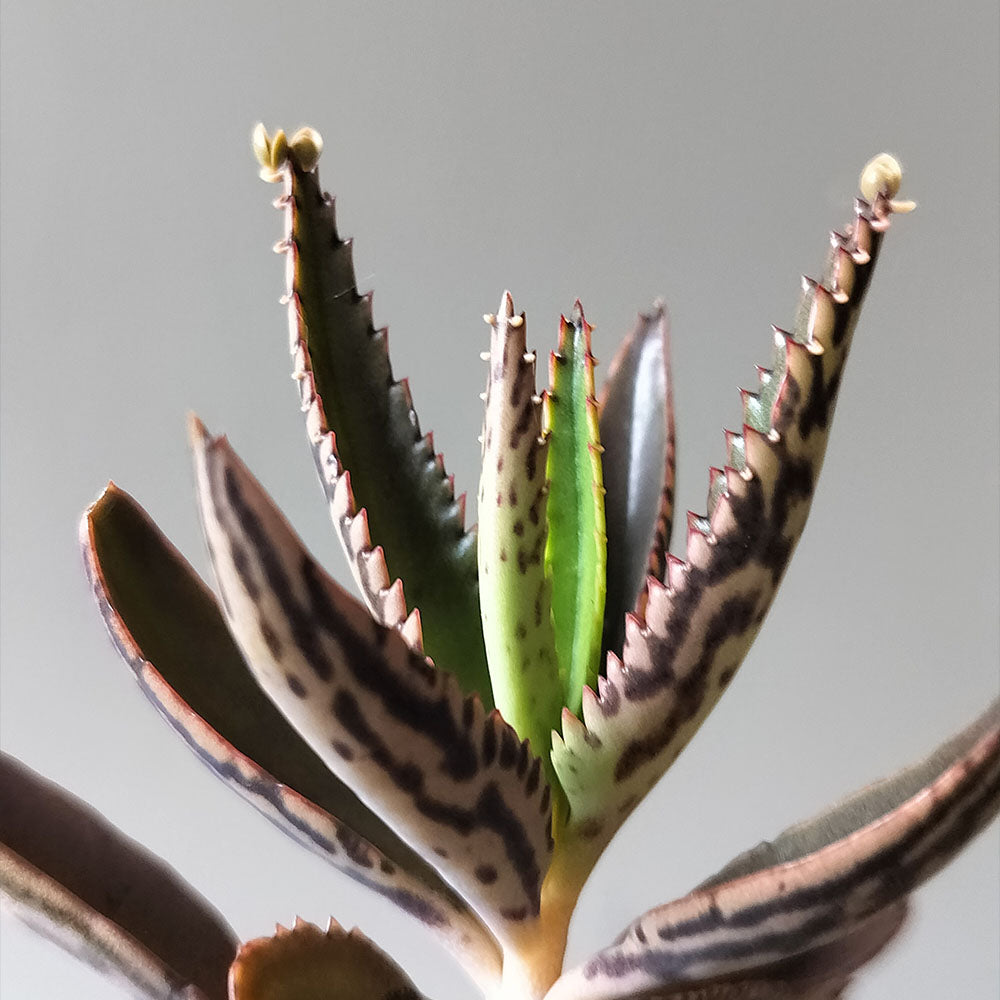 Kalanchoe daigremontiana 