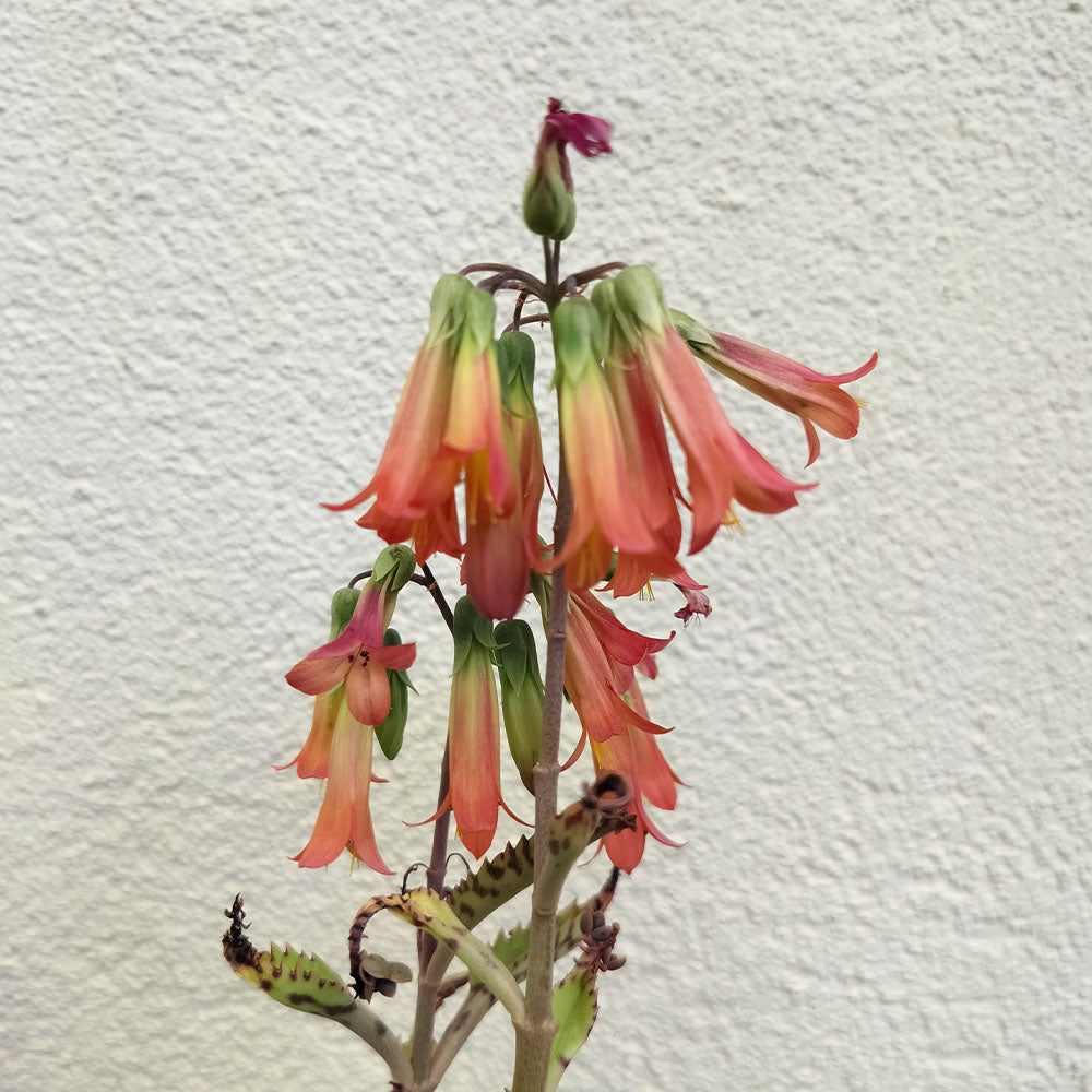 evil genius succulent Kalanchoe daigremontiana – Plante succulente – plant d'Avenir