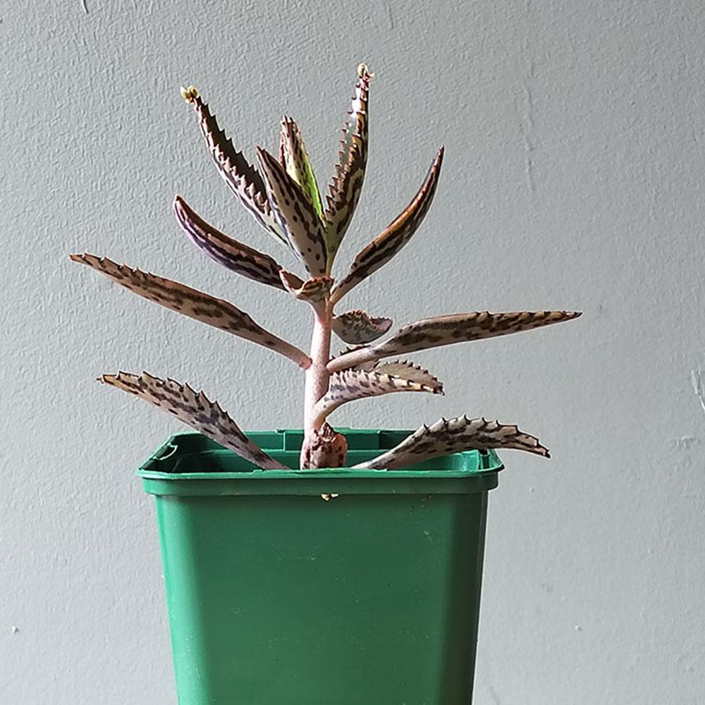evil genius succulent Kalanchoe daigremontiana – Plante succulente – plant d'Avenir