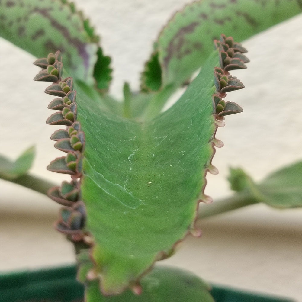 Kalanchoe laetivirens - Arante
