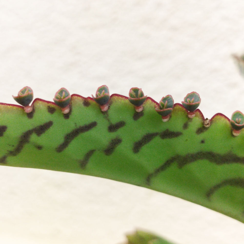 Kalanchoe laetivirens - Arante