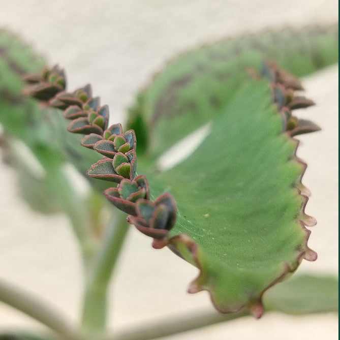Kalanchoe laetivirens - Arante