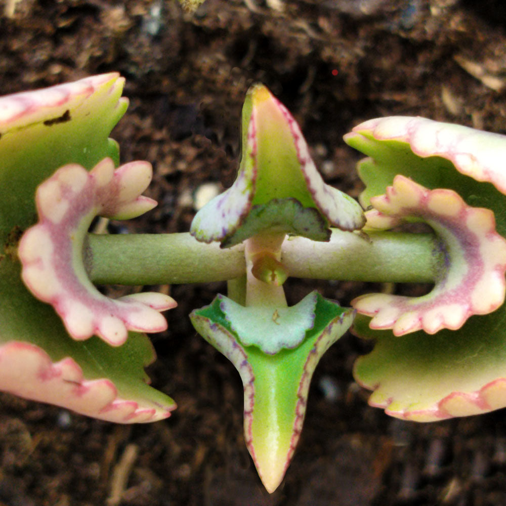 buy kalanchoe succulent Kalanchoe laetivirens – Aranto – succulente feuilles vert vif – plant  d'Avenir