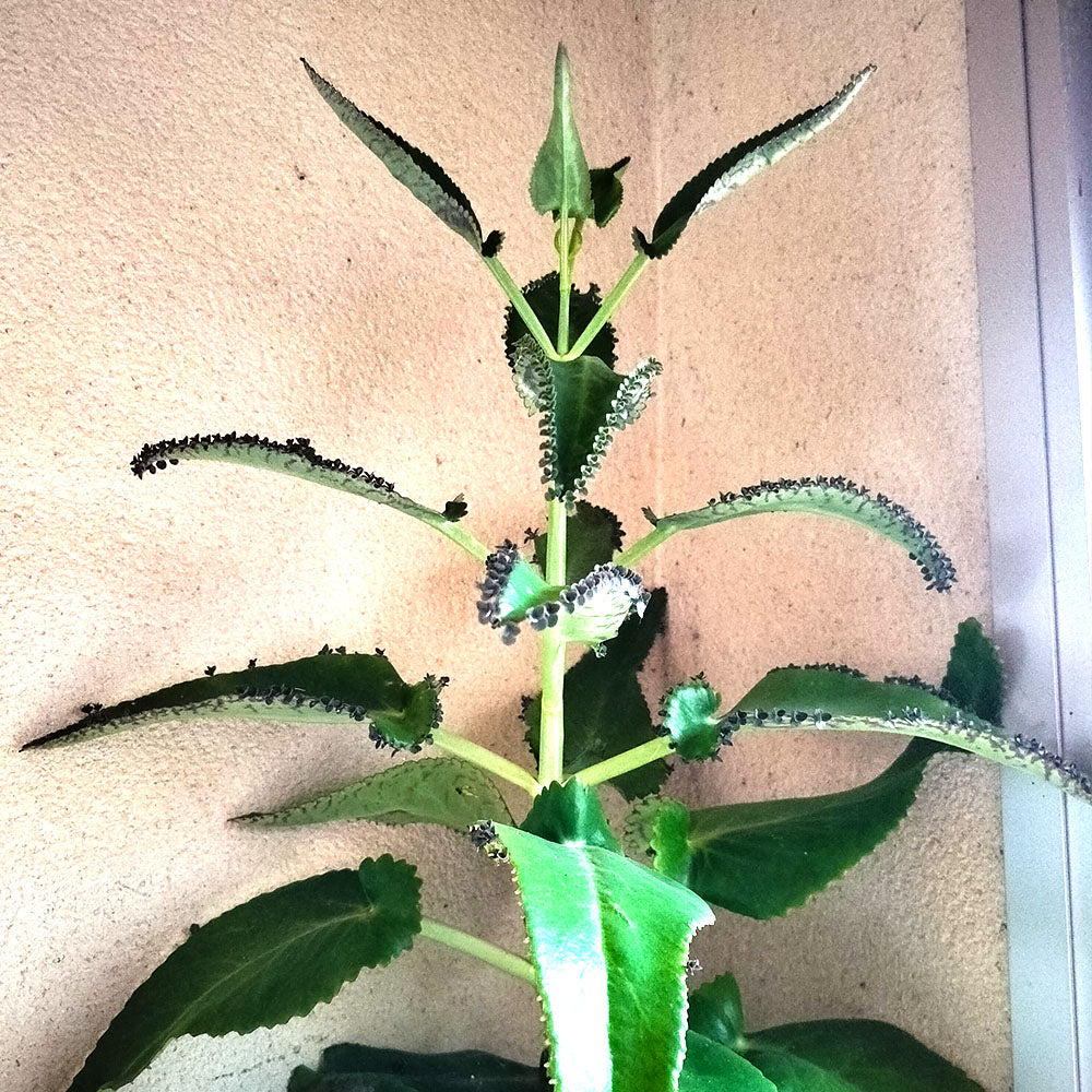 Kalanchoe laetivirens - Arante