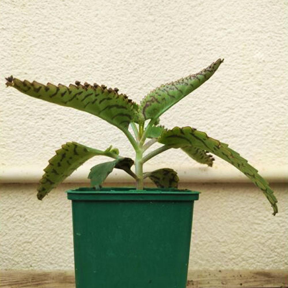 Kalanchoe laetivirens