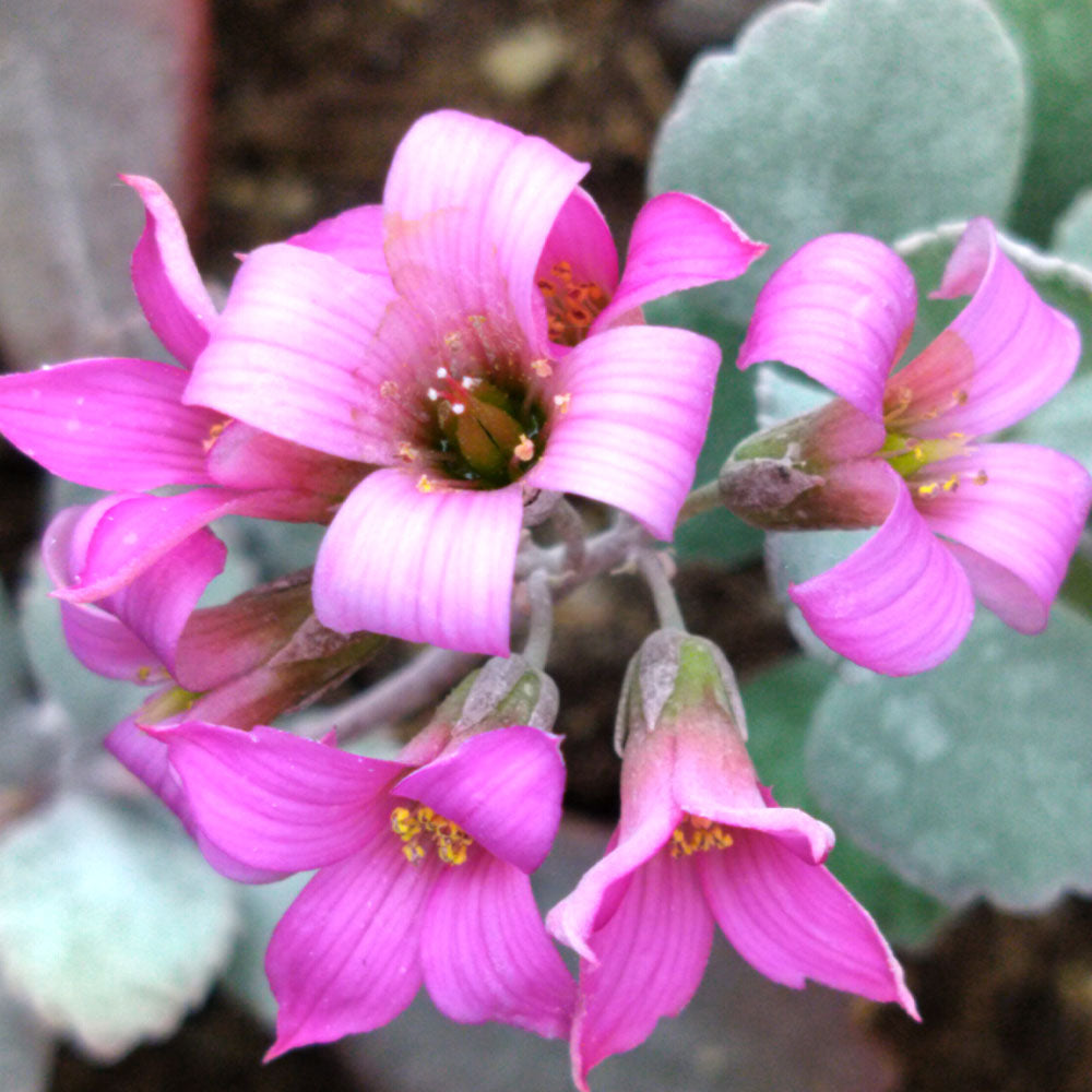 Kalanchoe pumila 