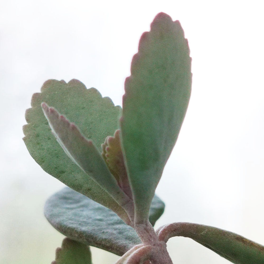 Kalanchoe pumila 