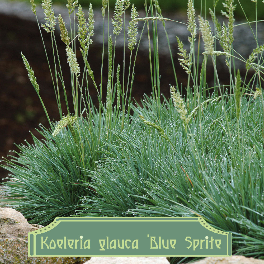 Koeleria glauca