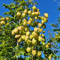 Koelreuteria paniculata in full bloom with golden yellow flower panicles