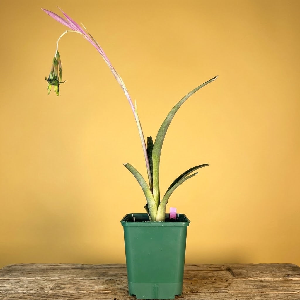 Billbergia nutans 