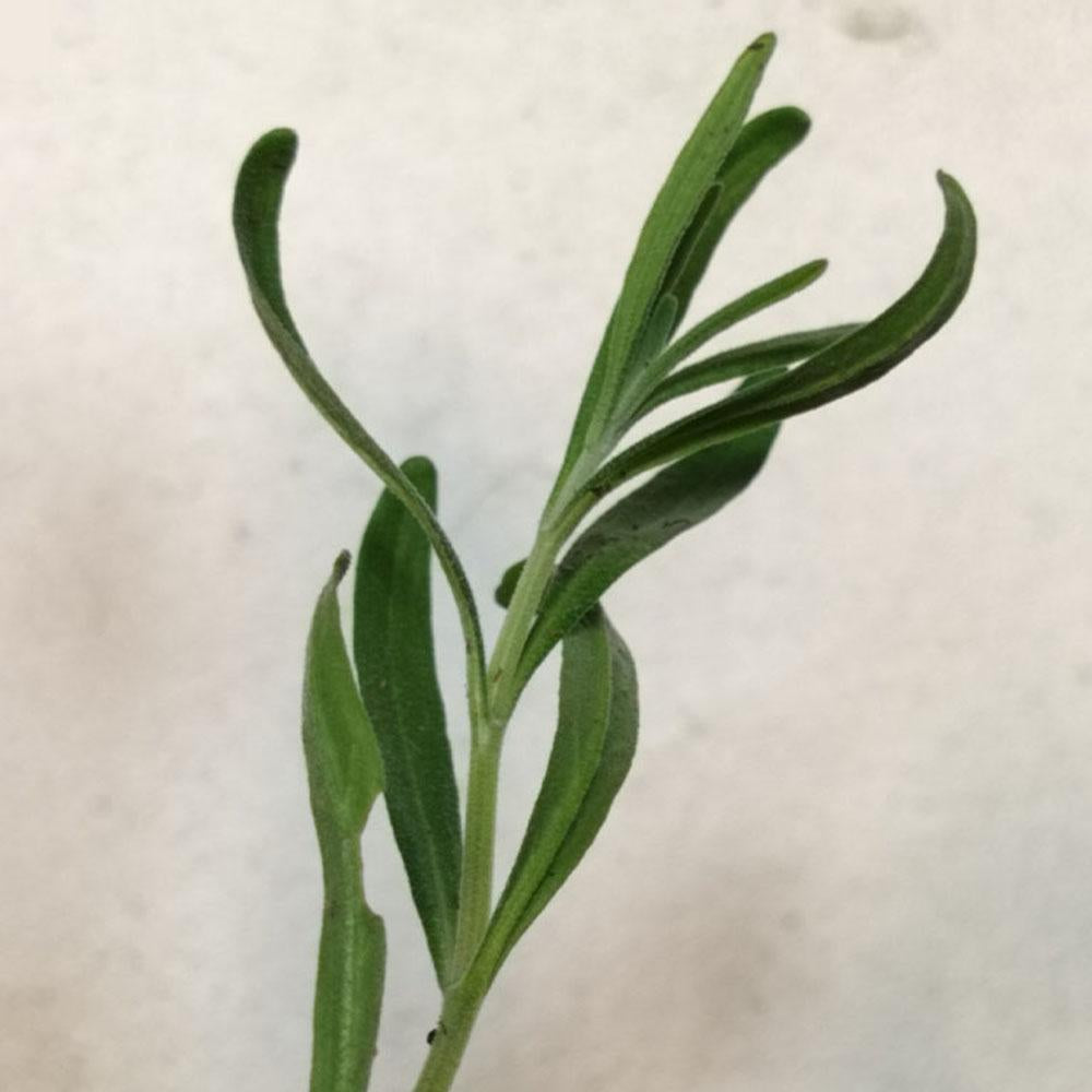Lavandula angustifolia