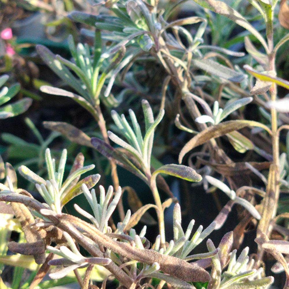 Lavandula angustifolia