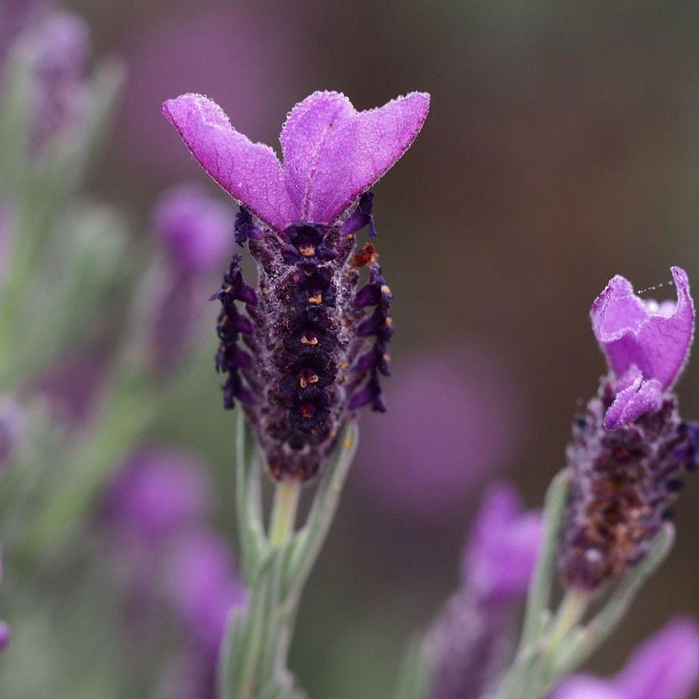 Lavandula stoechas 